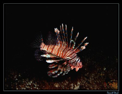 Shot taken during the early morning dive, 6:30 am - and i... by Daniel Strub 